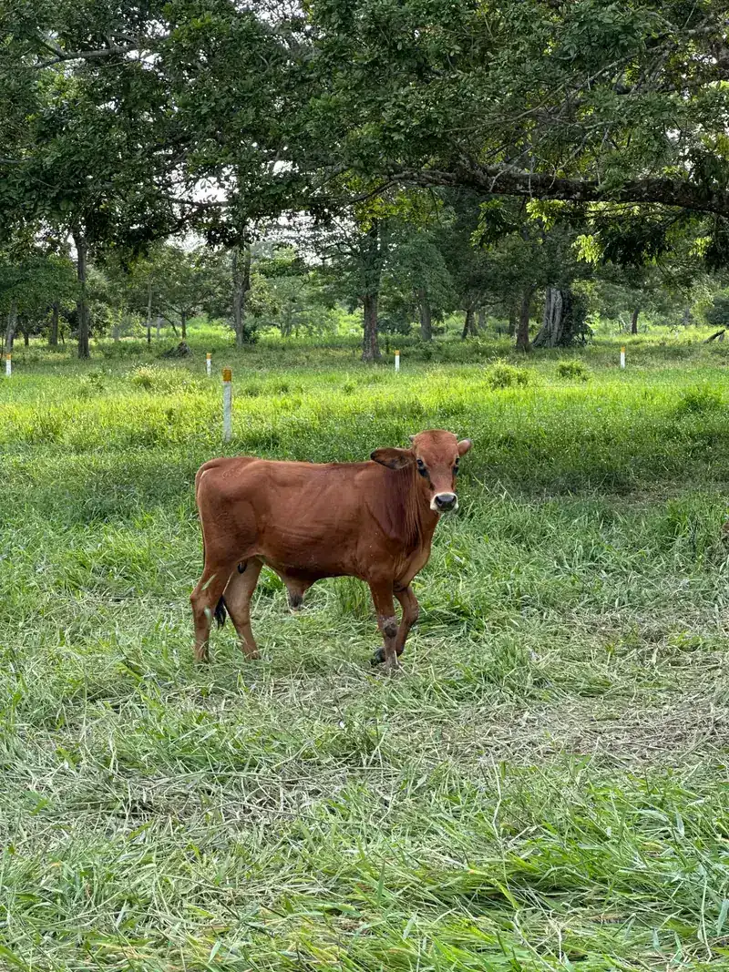 Becerros recién llegados al potrero del rancho en Jesús Carranza, Veracruz